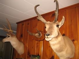 Antelope and Mule Deer 