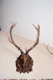 Mounted Stag Horns on Carved Wood Mounts