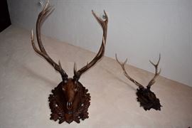 Mounted Stag Horns on Carved Wood Mounts