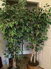Two ficus trees