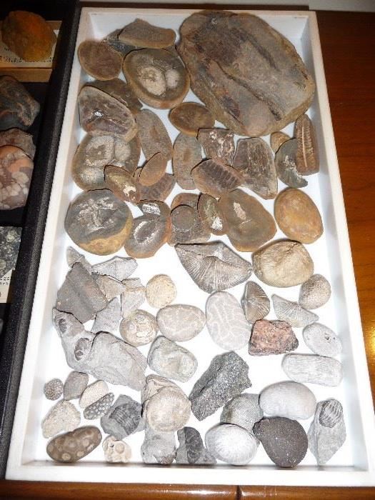 FOSSILS FROM TRAVELS