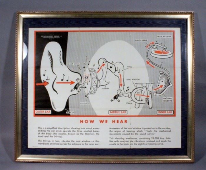 1948 Sonotone Corporation "How We Hear" Mid Century Medical Ear Poster, Framed, 38.5" x 32.5"