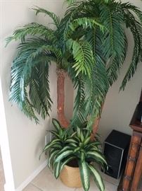 large silk palm