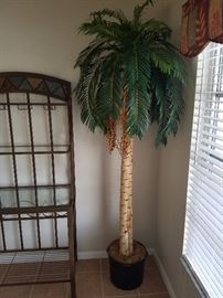 Large silk palm