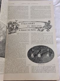 Article on Irish falconry, with photographs. (Two volume bound set of Country Life Illustrated, Jan-Dec 1899)