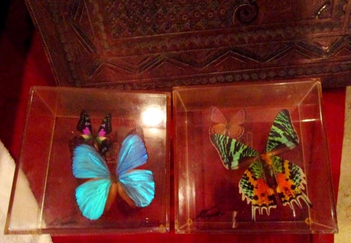 Blue Morpheus butterfly preserved inside shadow box. Many smaller oddities and collectibles still to be un boxed inside the house