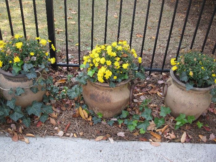 3 pots with plants