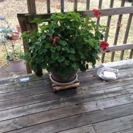 Flowers, patio furniture