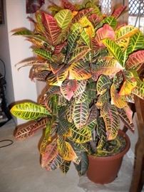 One of many large live plants