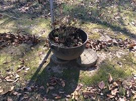 old kettle used as flower pot, stones