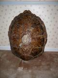 Yes, this is a tortoise shell--No turtles were harmed!  Great Conversation Piece