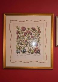Framed Botanical Print