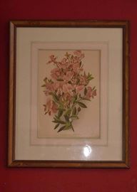 Framed Botanical Print