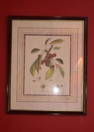 Framed Botanical Print