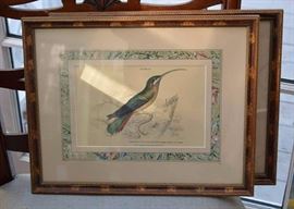 Framed Audubon Bird Print