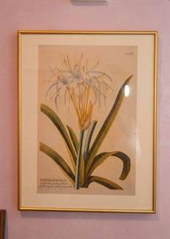 Vintage Botanical Print, Framed