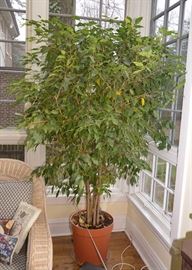 Ficus Houseplant
