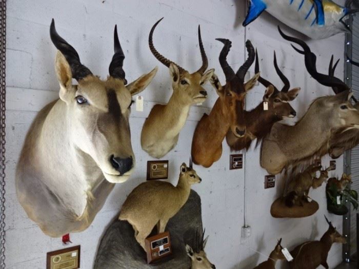 Large Taxidermy Collection (Over 60pcs)