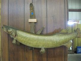 Group of Mounted Fish