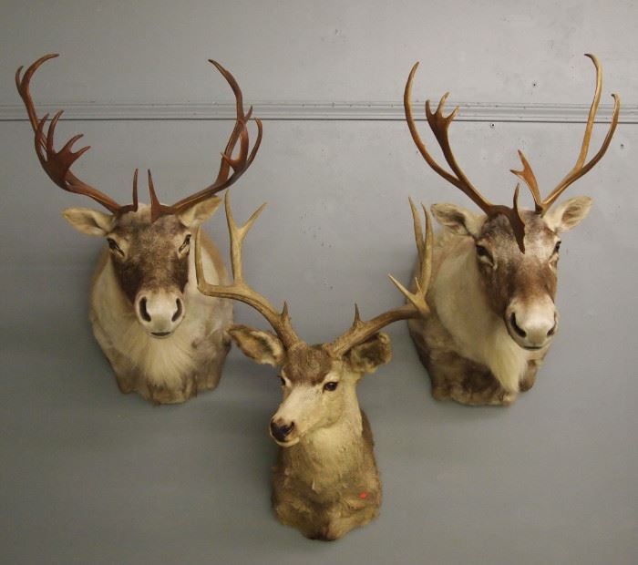 Taxidermy, Caribou, White Tail Deer