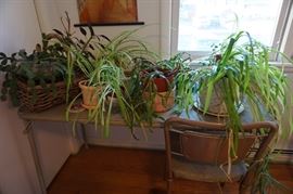 Plants- seeking new homes and TLC!
