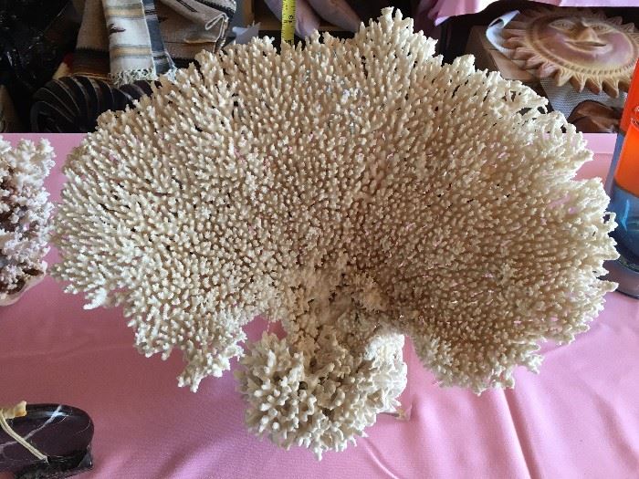 Sea Coral 12 inches tall by 16 inches wide, mounted. Eligible for pre-sale.  Make offer.