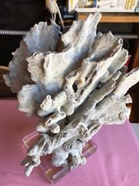 Mounted Coral eligible for presale.  Make offer.