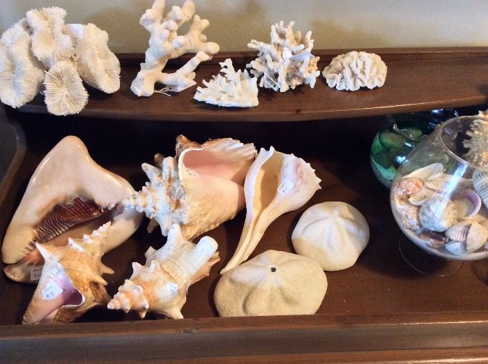 Beautiful shell collection. 