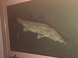 "The Snook" Printing from actual fish called a "Gyotaku" by Jim Roberts