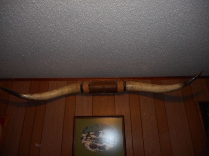70 inch steer horns