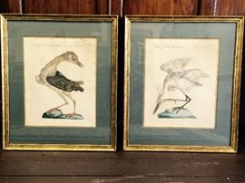 Antique Bird Prints C.1800 $625 for the pair 25%off: $469