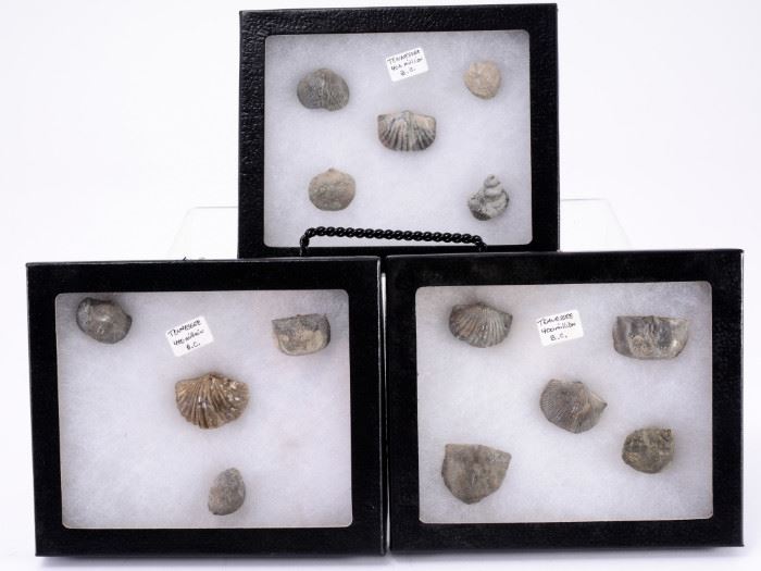 79: Tennessee Brachiopods in Riker Boxes w/Pins