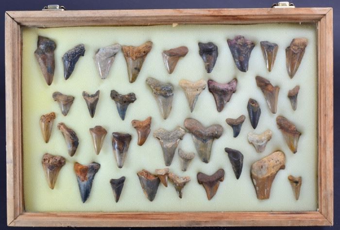 73: Assorted Shark Teeth in Wooden Display Box