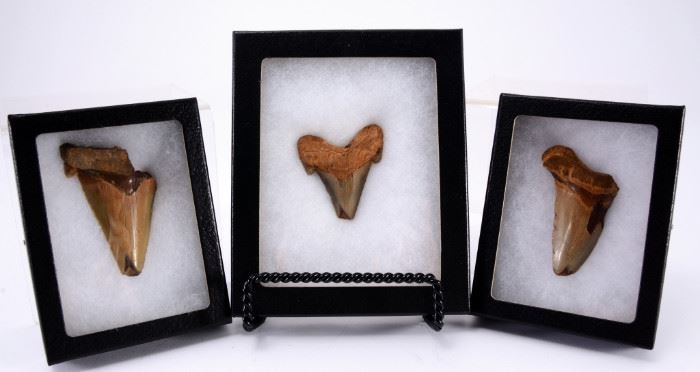54: Three Large Shark Teeth in Riker Boxes w/Pins