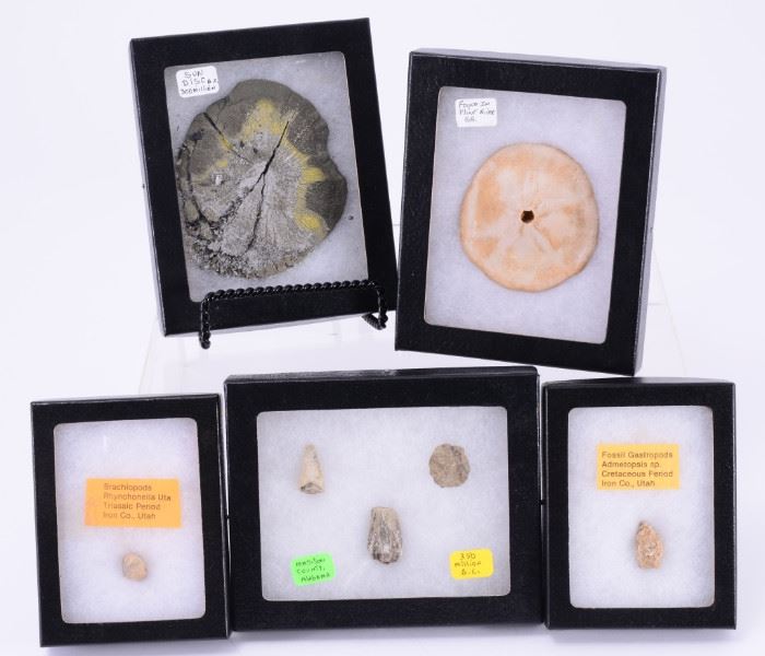 78: Brachiopods, Gastropods & Other Fossils