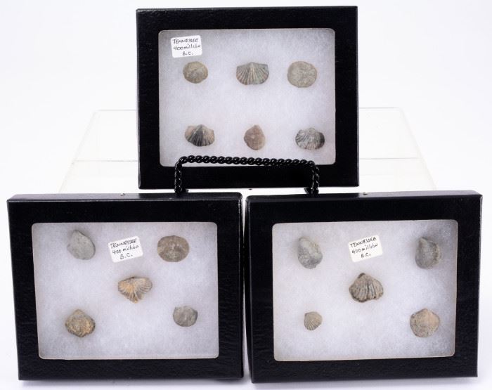 77: Tennessee Brachiopods in Riker Boxes w/Pins