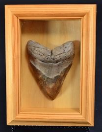 60: Megalodon Tooth in Wooden Wall Display