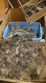 Tons of pine cones and driftwood for projects
