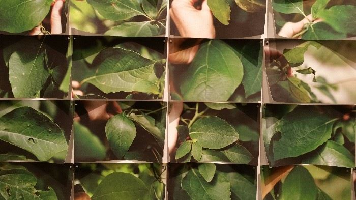 Aspen Mays, Every leaf on a tree, archival inkjet prints, 2009 (Detail)