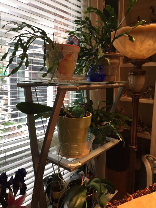 Metal and glass etagere with cactus plants