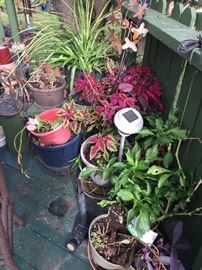 Potted plants and flowers- various coleus, spider plant etc