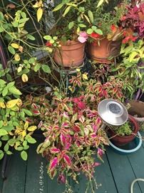 Various plants- coleus 