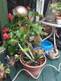 New Guinea Impatiens? Aloe? Snake plant?