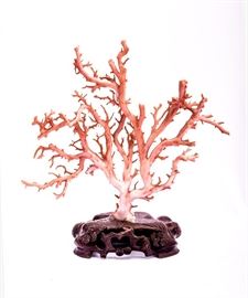 70. CORAL TREE SPECIMEN珊瑚樹擺件A lovely coral tree specimen with a customized wooden stand. H: 12 1/4 in   W: 11 1/4 in
