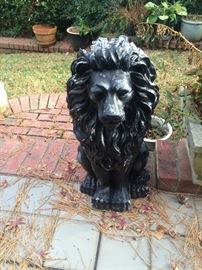 Lion - looking for a home