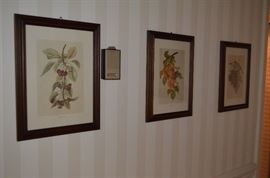 Framed Italian Fruit Prints