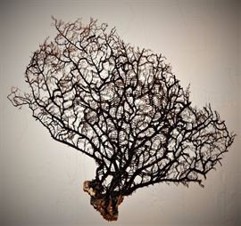 Beautiful Black Coral piece