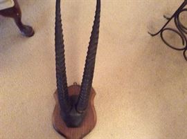 TROPHY HORNS OF ALL KINDS WE HAVE 2 PAIRS OF GAZELLE HORNS WHICH ARE SCARCE