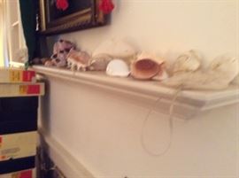 COLLECTION OF SHELLS