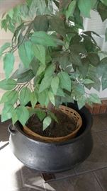 Cast Iron Kettle for flower pot.